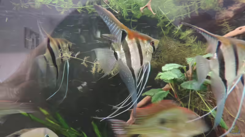 Besatz im Aquarium Namenlos von Fichte (155)