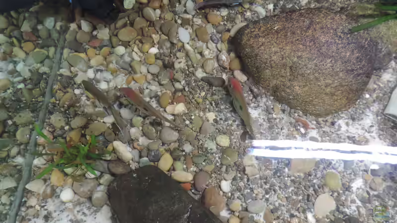 Besatz im Aquarium Namenlos von Fichte (156)