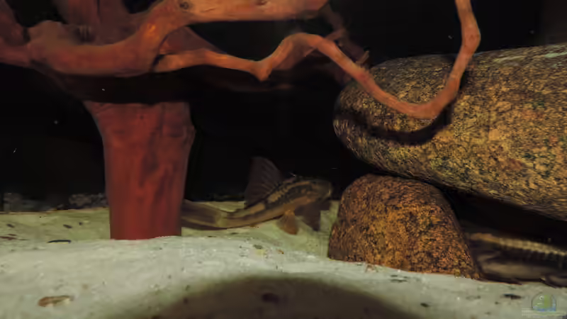 Besatz im Aquarium Namenlos von Fichte (158)