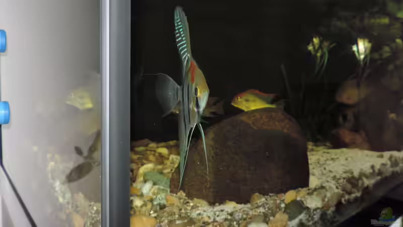 Besatz im Aquarium Namenlos von Fichte (159)