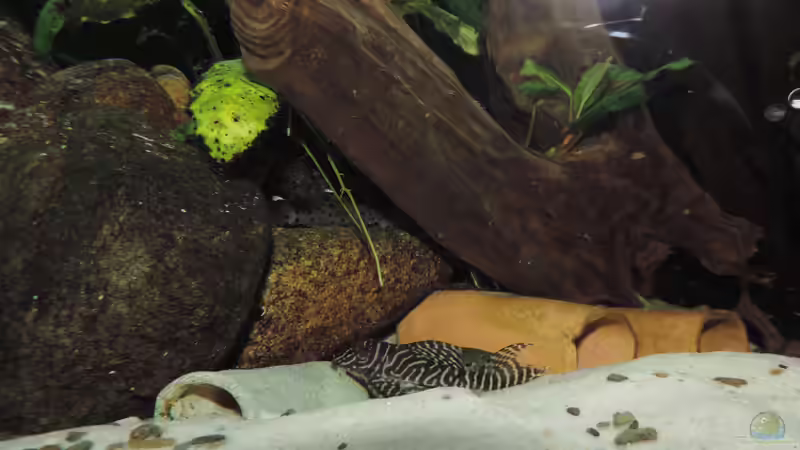 Besatz im Aquarium Namenlos von Fichte (160)