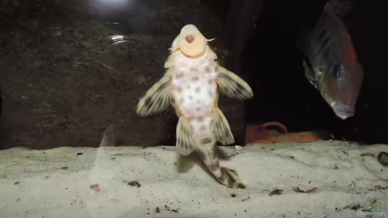 Besatz im Aquarium Namenlos von Fichte (162)