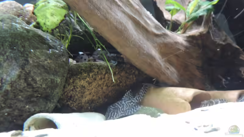 Besatz im Aquarium Namenlos von Fichte (163)