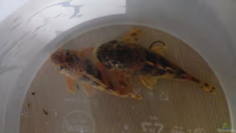 Besatz im Aquarium Namenlos von Fichte (168)