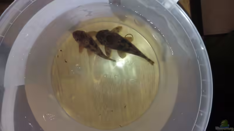 Besatz im Aquarium Namenlos von Fichte (169)