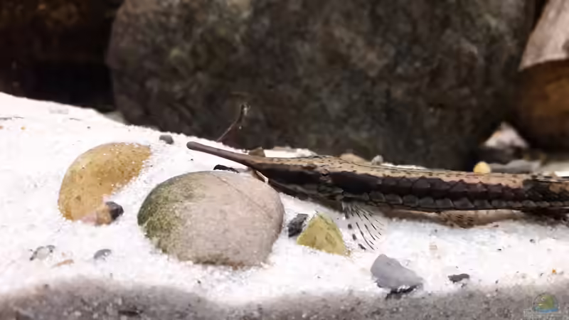 Besatz im Aquarium Namenlos von Fichte (173)