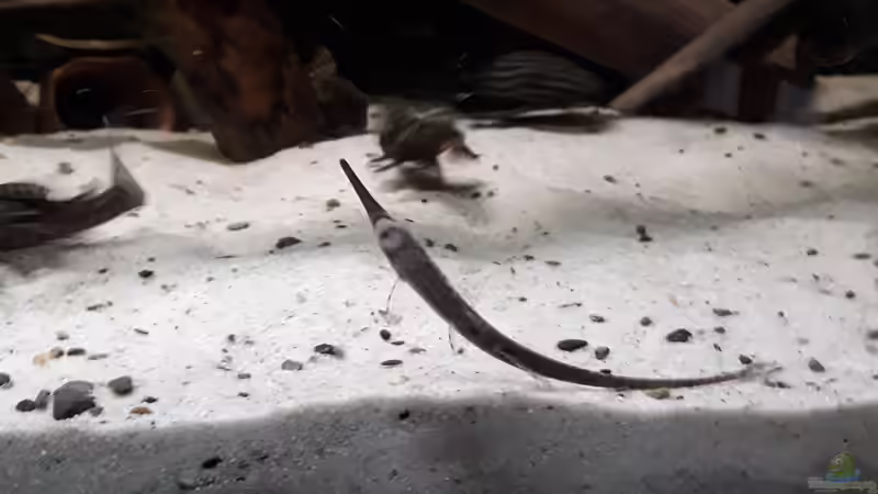 Besatz im Aquarium Namenlos von Fichte (174)