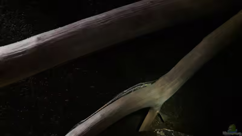 Besatz im Aquarium Namenlos von Fichte (175)