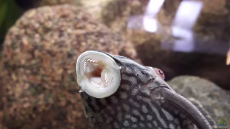 Besatz im Aquarium Namenlos von Fichte (177)