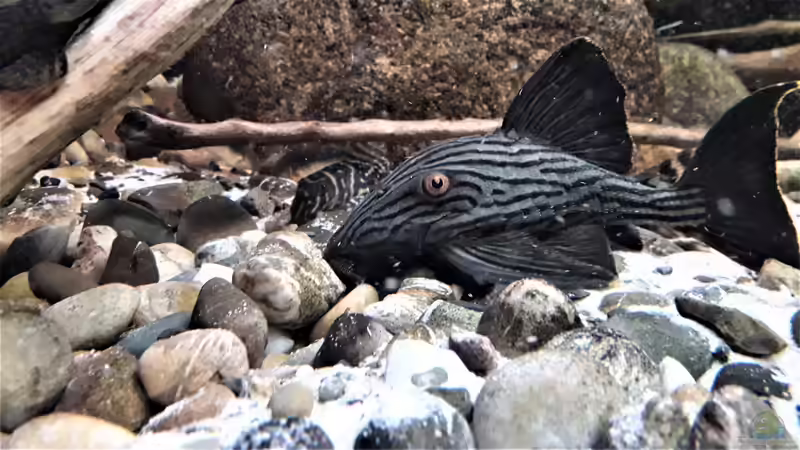 Besatz im Aquarium Namenlos von Fichte (185) (186)