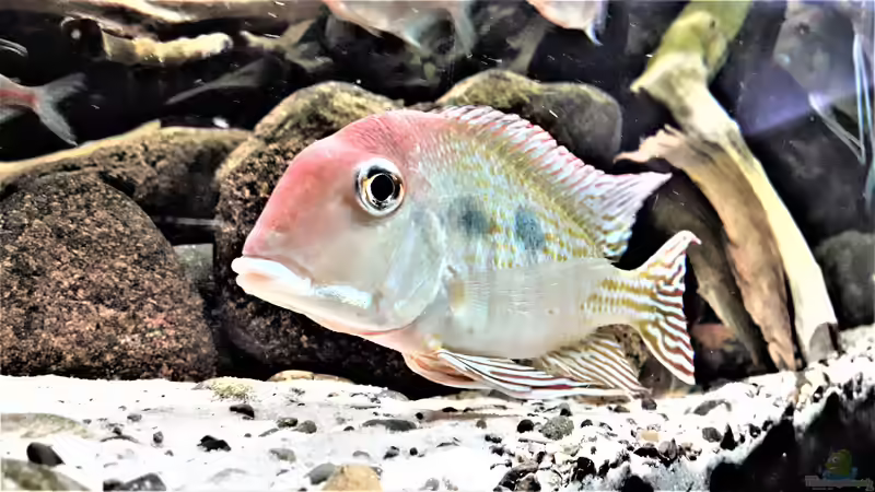 Besatz im Aquarium Namenlos von Fichte (187)