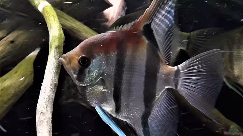 Besatz im Aquarium Namenlos von Fichte (188)