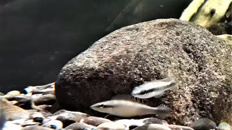 Besatz im Aquarium Namenlos von Fichte (189) (190)