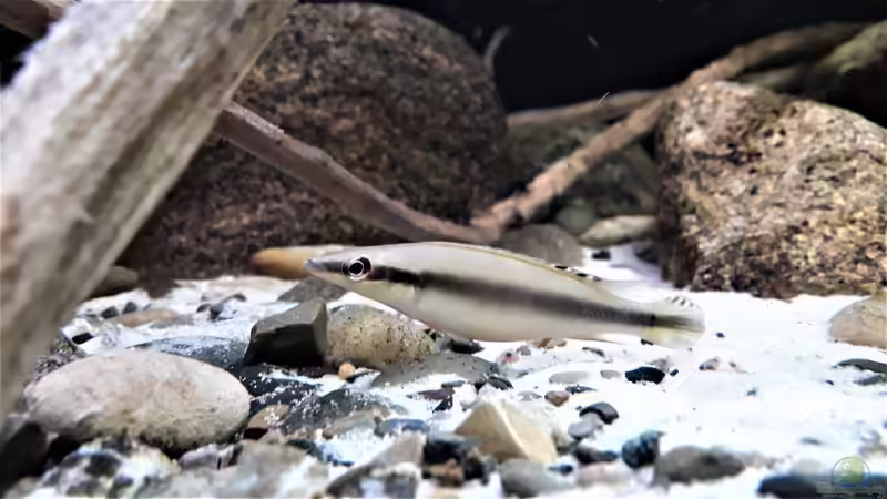 Besatz im Aquarium Namenlos von Fichte (192) (193)