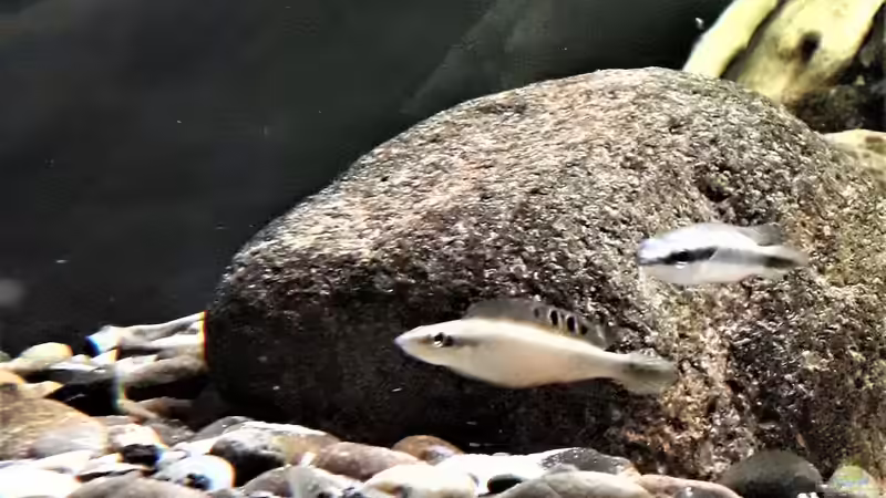 Besatz im Aquarium Namenlos von Fichte (194)