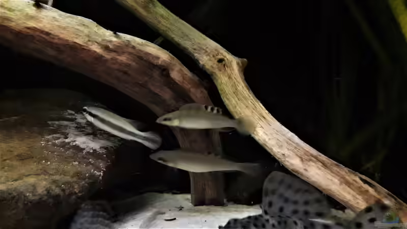 Besatz im Aquarium Namenlos von Fichte (195)