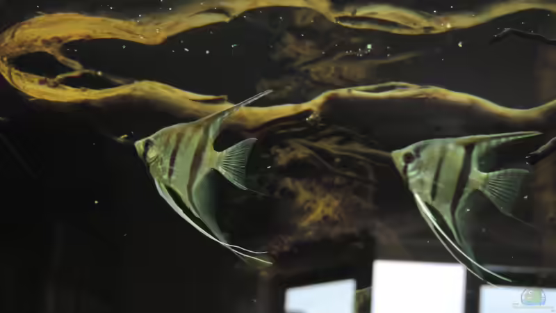 Besatz im Aquarium Namenlos von Fichte (93)