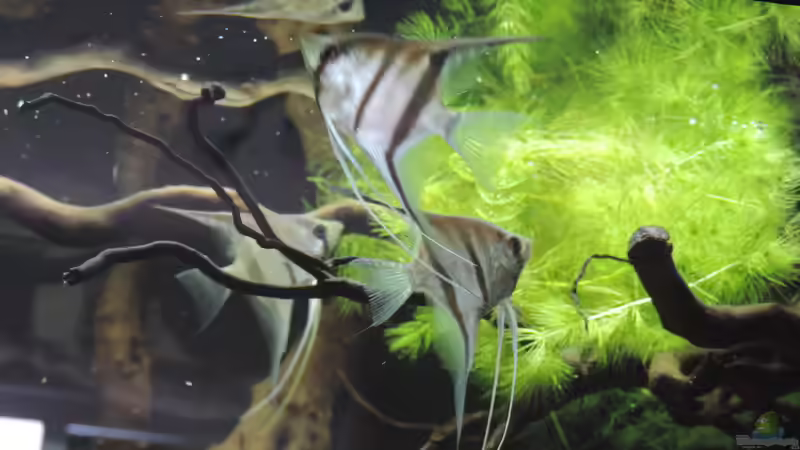 Besatz im Aquarium Namenlos von Fichte (94)