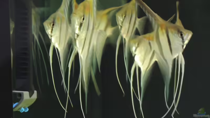 Besatz im Aquarium Namenlos von Fichte (96)