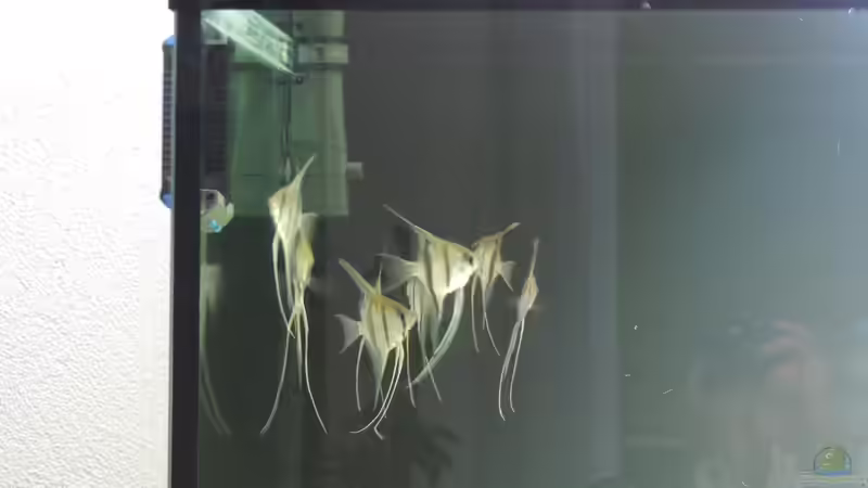 Besatz im Aquarium Namenlos von Fichte (97)