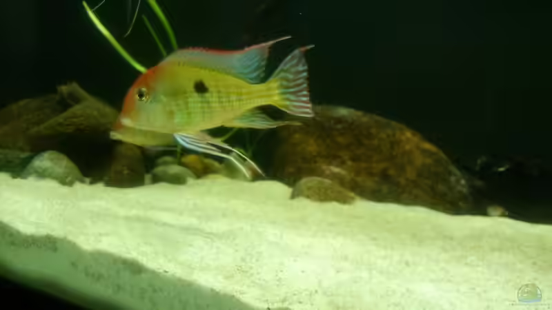 Besatz im Aquarium Namenlos von Fichte (98)