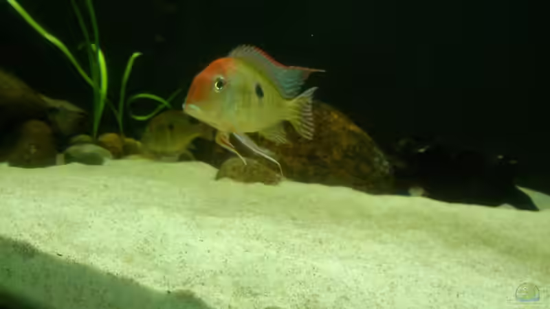 Besatz im Aquarium Namenlos von Fichte (99)