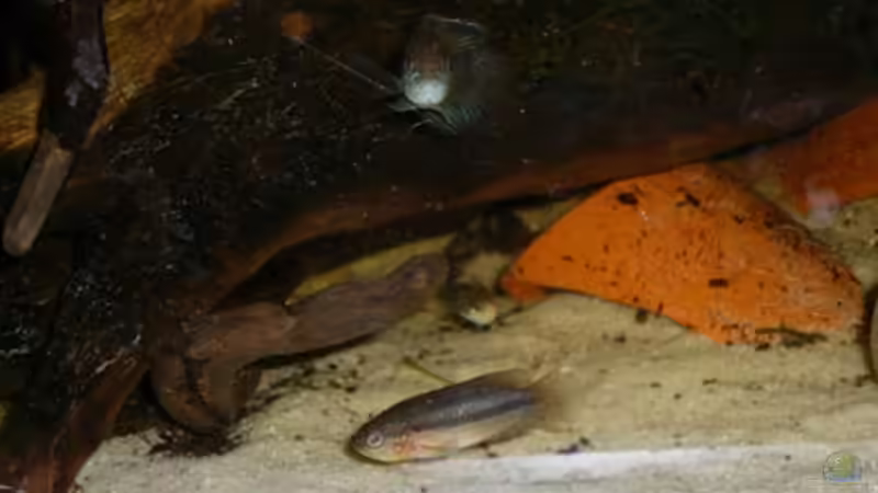 Besatz im Aquarium Nanacara anomala von Cichlid Power (16)