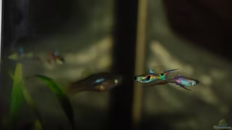 Besatz im Aquarium Nanacara anomala von Cichlid Power (21)