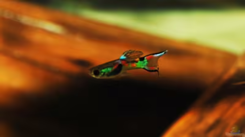 Besatz im Aquarium Nanacara anomala von Cichlid Power (22)