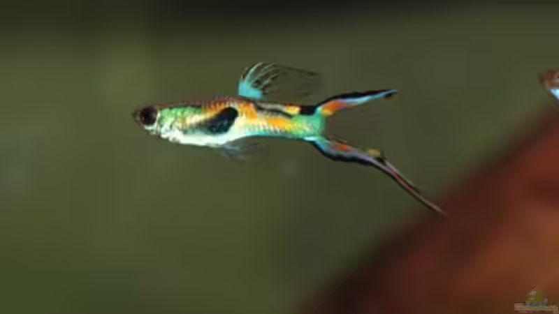 Besatz im Aquarium Nanacara anomala von Cichlid Power (24)