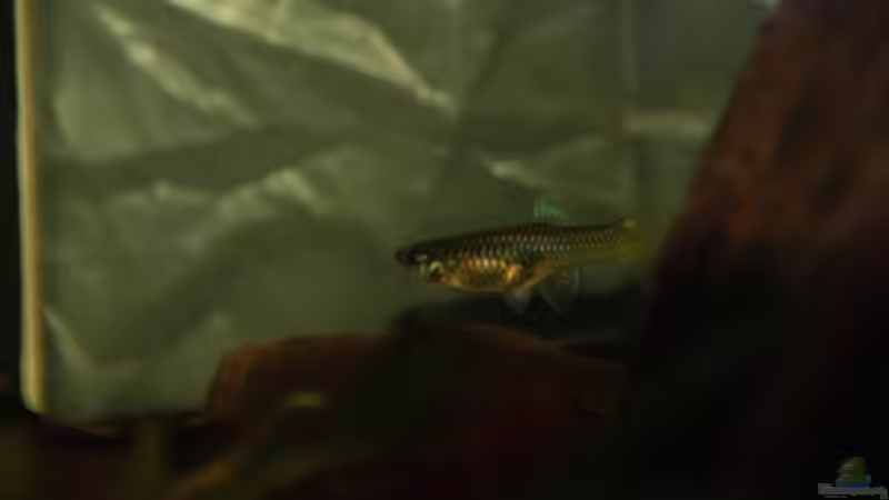 Besatz im Aquarium Nanacara anomala von Cichlid Power (28)