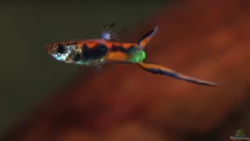 Besatz im Aquarium Nanacara anomala von Cichlid Power (30)