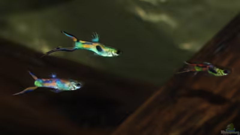 Besatz im Aquarium Nanacara anomala von Cichlid Power (31)