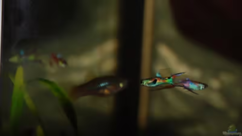 Besatz im Aquarium Nanacara anomala von Cichlid Power (32)