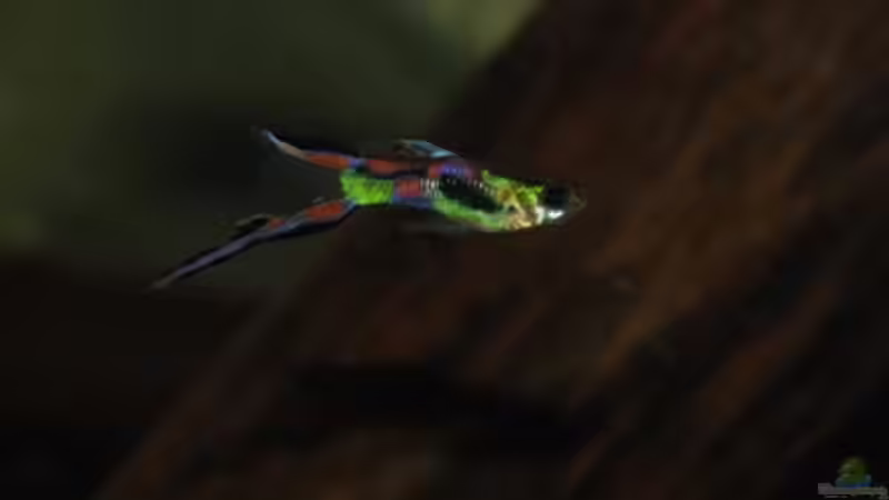 Besatz im Aquarium Nanacara anomala von Cichlid Power (33)