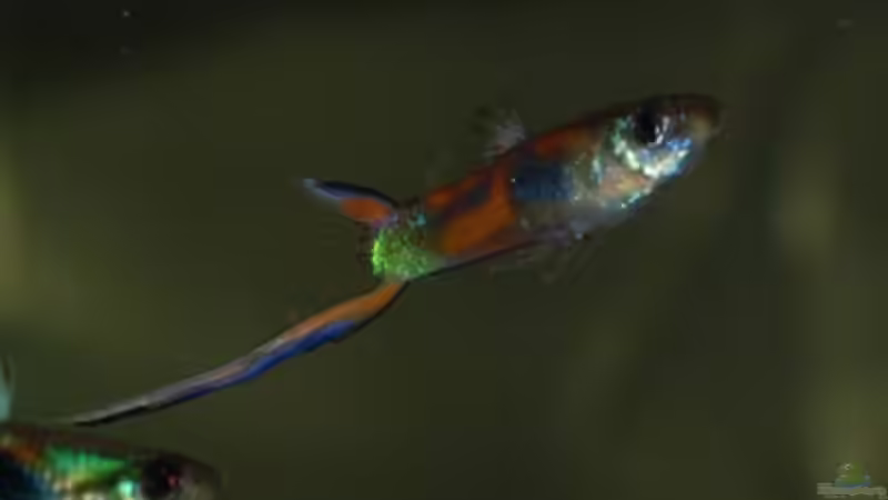 Besatz im Aquarium Nanacara anomala von Cichlid Power (36)