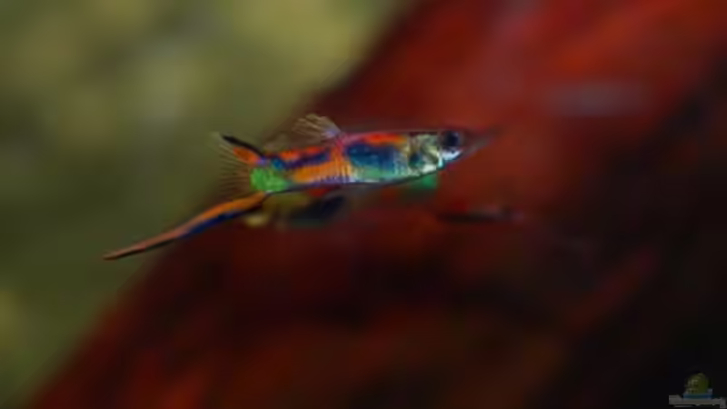 Besatz im Aquarium Nanacara anomala von Cichlid Power (38)