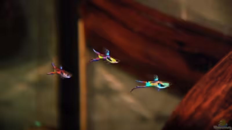 Besatz im Aquarium Nanacara anomala von Cichlid Power (40)