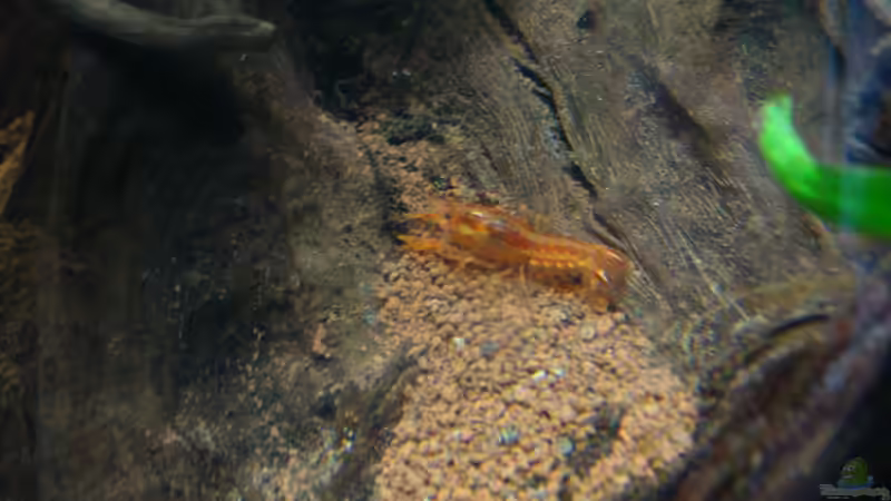 Besatz im Aquarium Nannacara anomala von ekki (10)