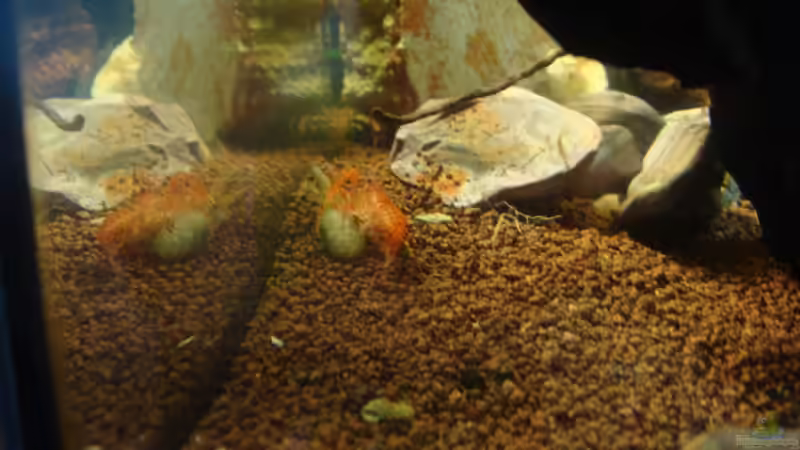 Besatz im Aquarium Nannacara anomala von ekki (11)
