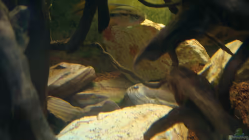 Besatz im Aquarium Nannacara anomala von ekki (7)