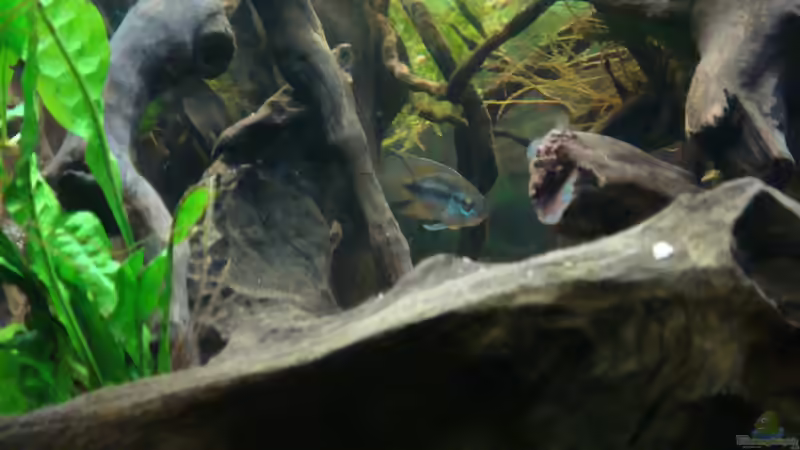 Besatz im Aquarium Nannacara anomala von ekki (8)