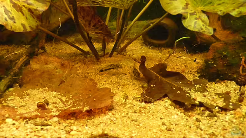 Besatz im Aquarium Nannostomus eques - Becken von Andreas Fuchs (4)