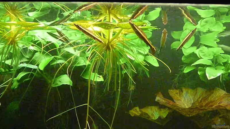 Besatz im Aquarium Nannostomus eques - Becken von Andreas Fuchs (5)