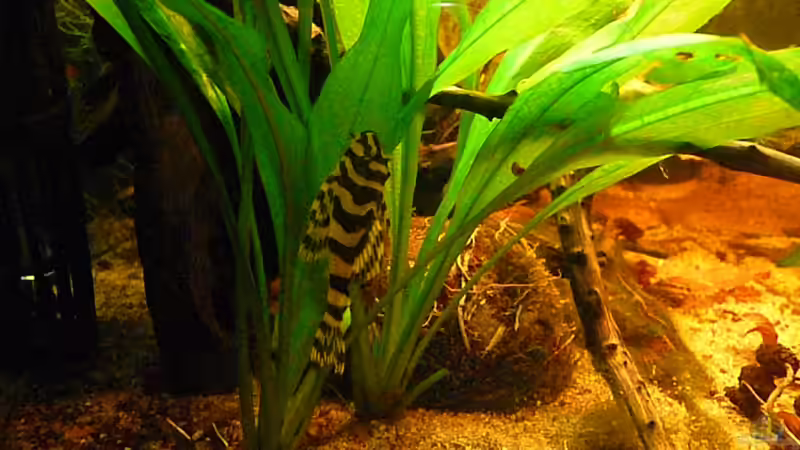 Besatz im Aquarium Nannostomus eques - Becken von Andreas Fuchs (6)