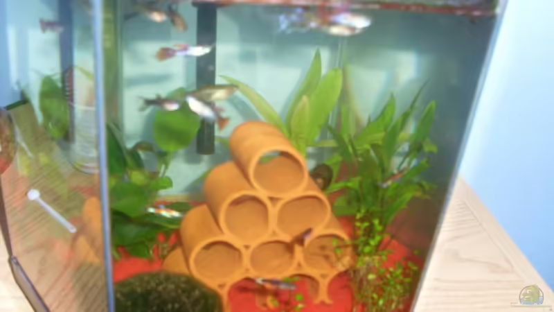 Besatz im Aquarium Nano 15L von Markus Pisarek (6)