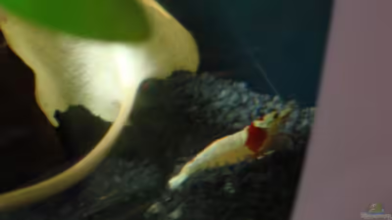 Besatz im Aquarium Nano 2 von Poldi1981 (6)