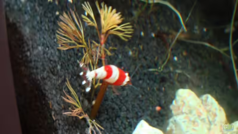 Besatz im Aquarium Nano 2 von Poldi1981 (7)