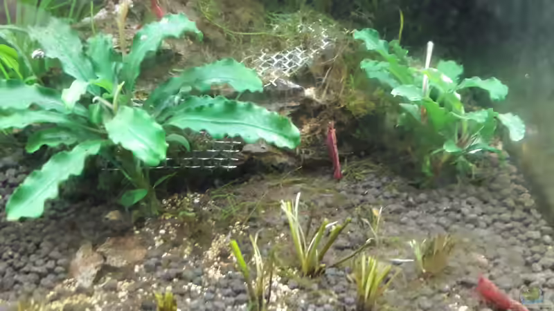Besatz im Aquarium Nano 30 von NiRo (16)
