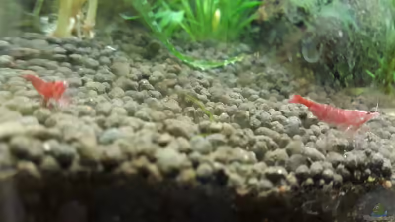 Besatz im Aquarium Nano 30 von NiRo (17)